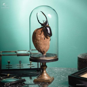 Dynaste Neptunus sur fruit de Baobab, sous globe