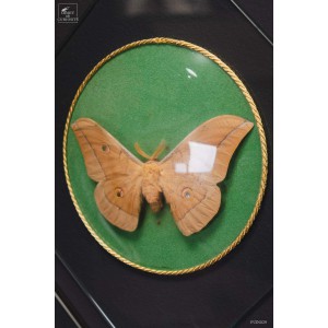 56 Vintage butterfly glass frames -1970- 2