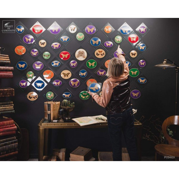 COLLECTION VINTAGE de 56 Papillons sous verre COLLECTION VINTAGE de 56 Papillons sous verre