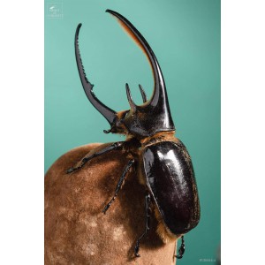 Dynaste Neptunus sur fruit de Baobab, sous globe 2