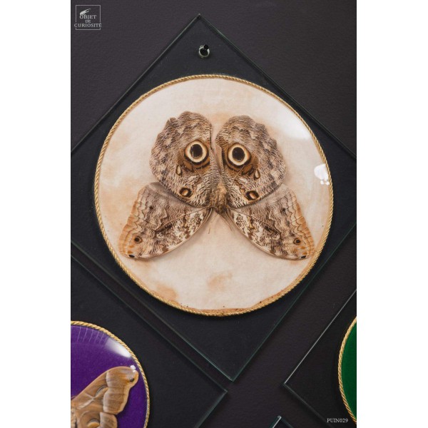 COLLECTION VINTAGE de 56 Papillons sous verre COLLECTION VINTAGE de 56 Papillons sous verre