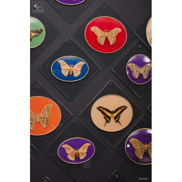 COLLECTION VINTAGE de 56 Papillons sous verre COLLECTION VINTAGE de 56 Papillons sous verre