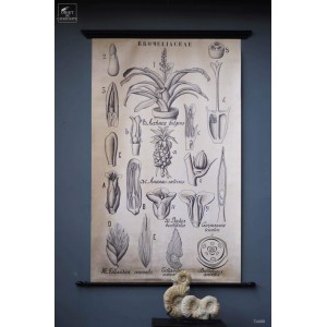 Planche botanique 1905