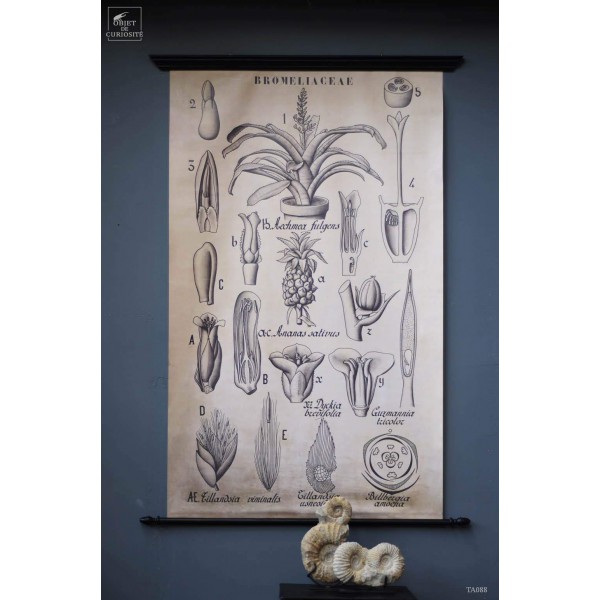 Botanical drawings
