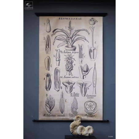 Botanical drawings