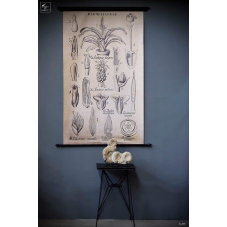Botanical drawings