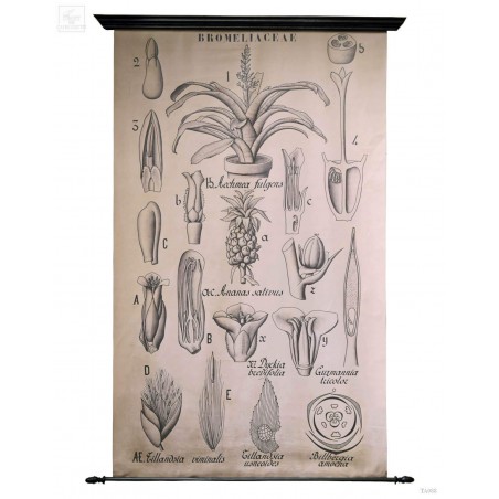Botanical drawings