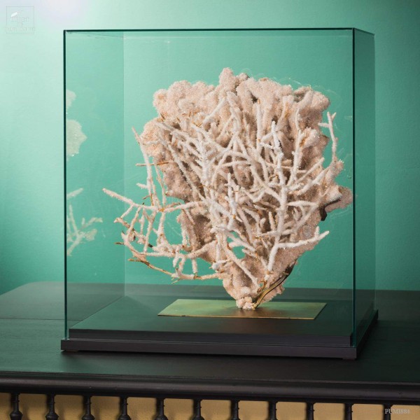 Tree branch crystalized by Selenite. Australia