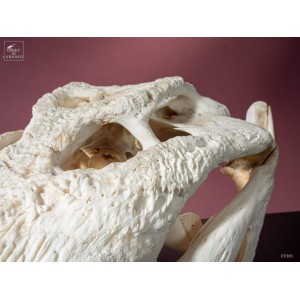 Crocodilus SIAMENSIS skull... 2