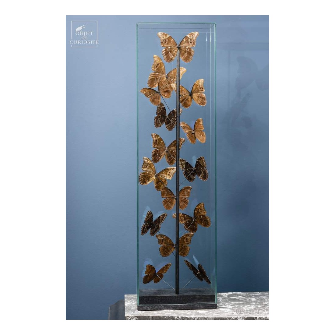 15 Morphos  sous globe étroit 15 Morphos  sous globe étroit