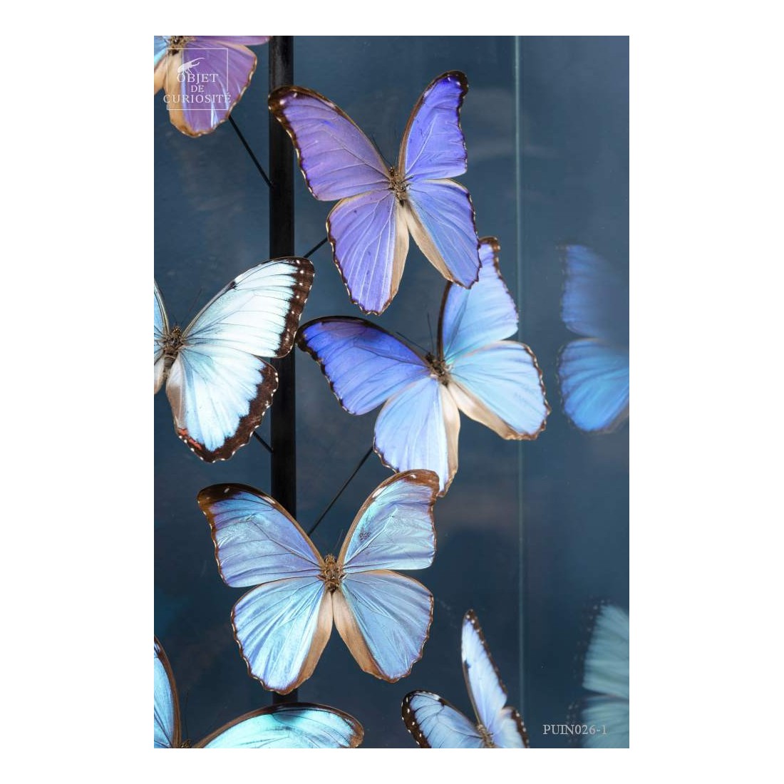 15 Morphos  sous globe étroit 15 Morphos  sous globe étroit