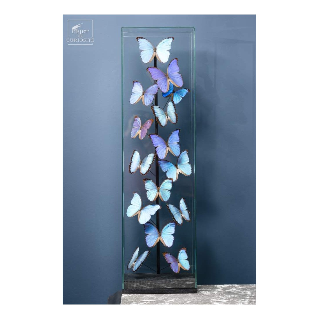 15 Morphos  sous globe étroit 15 Morphos  sous globe étroit