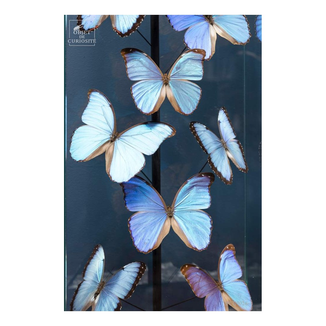 15 Morphos  sous globe étroit 15 Morphos  sous globe étroit