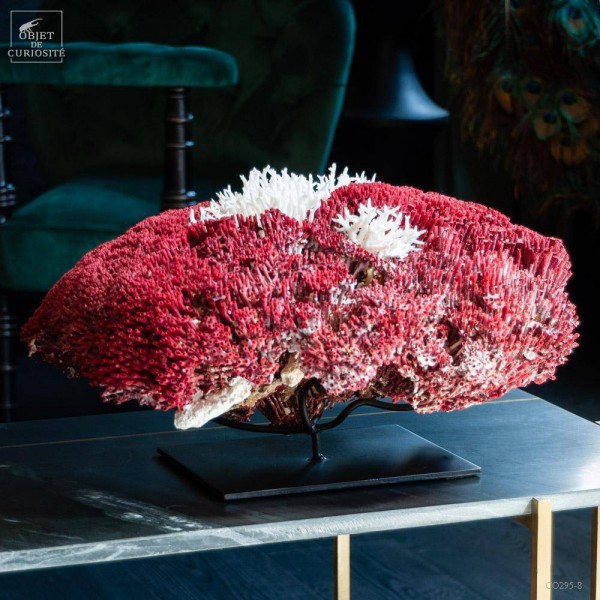 Corail rouge TUBIPORA MUSICA