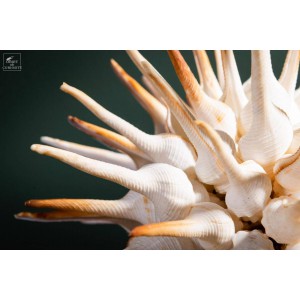 Ball of Fusinus sea shells... 2