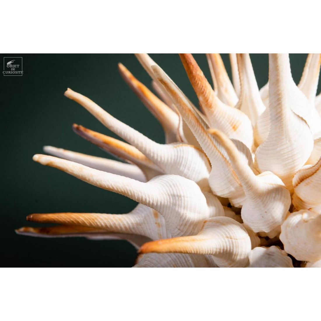 Ball of Fusinus sea shells on brass base Ball of Fusinus sea shells on brass base