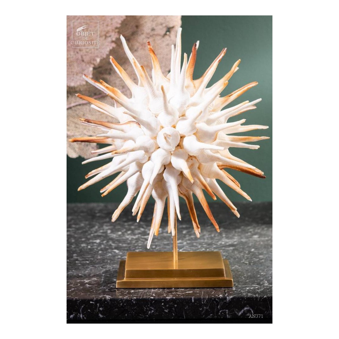 Ball of Fusinus sea shells on brass base Ball of Fusinus sea shells on brass base