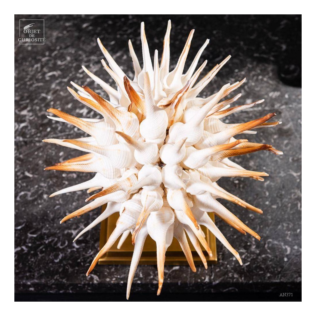 Ball of Fusinus sea shells on brass base Ball of Fusinus sea shells on brass base