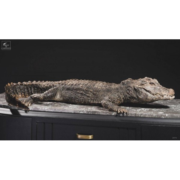 Dwarf crocodile