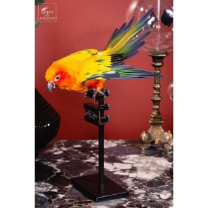 Taxidermy of Sun Parakeet