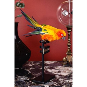 Taxidermy of Sun Parakeet 2