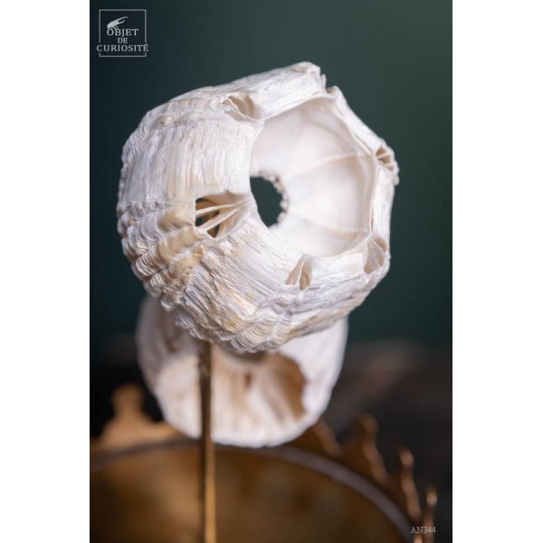 Whale barnacles shells in brass...