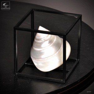 Shell trocha in cage