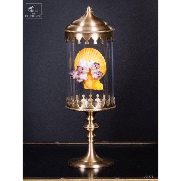 Yellow pecten with barnacle in brass...