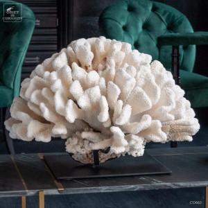 White coral  POCILLOPORA...