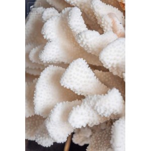 White coral  POCILLOPORA... 2