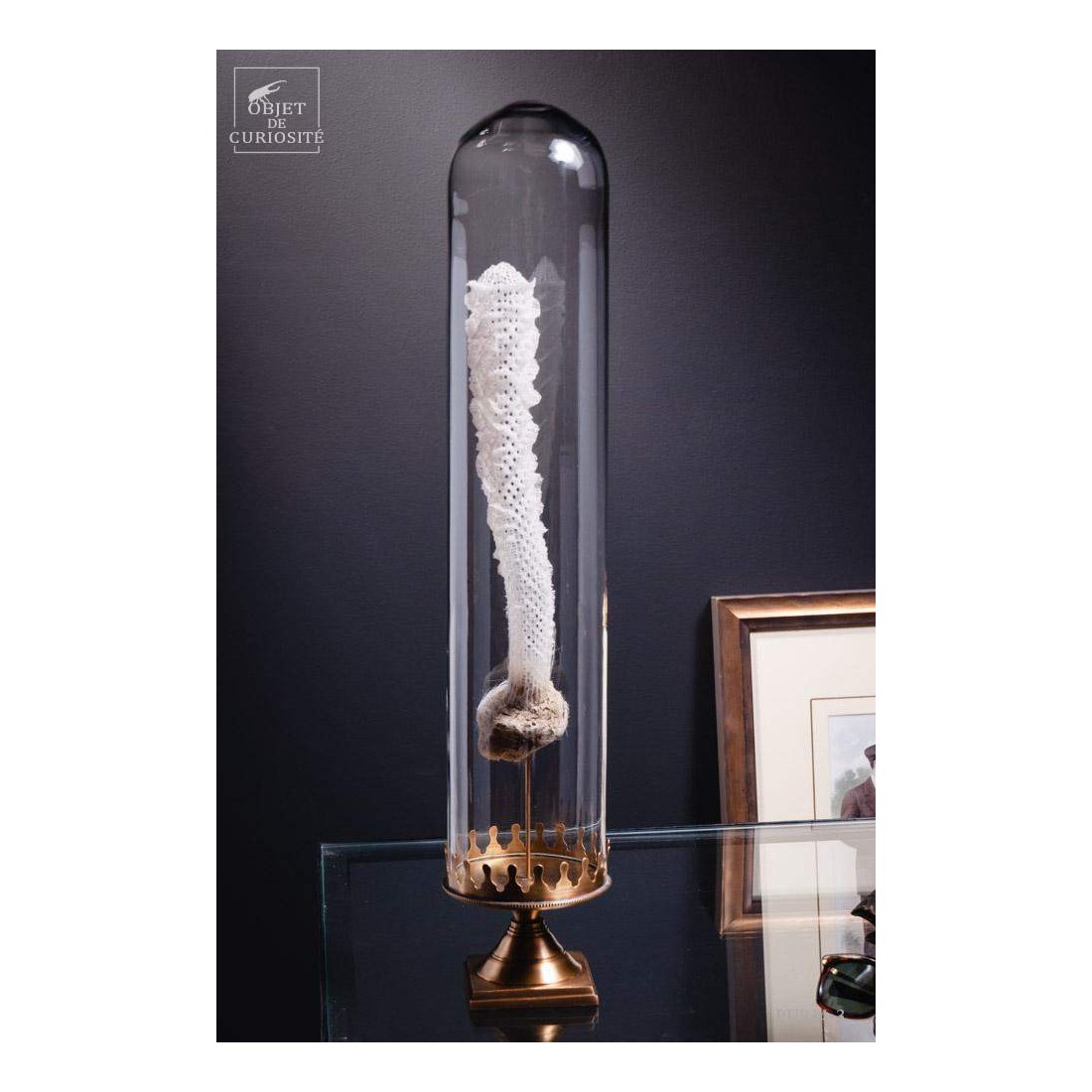 Eponge de verre des grandes... Eponge de verre des grandes...