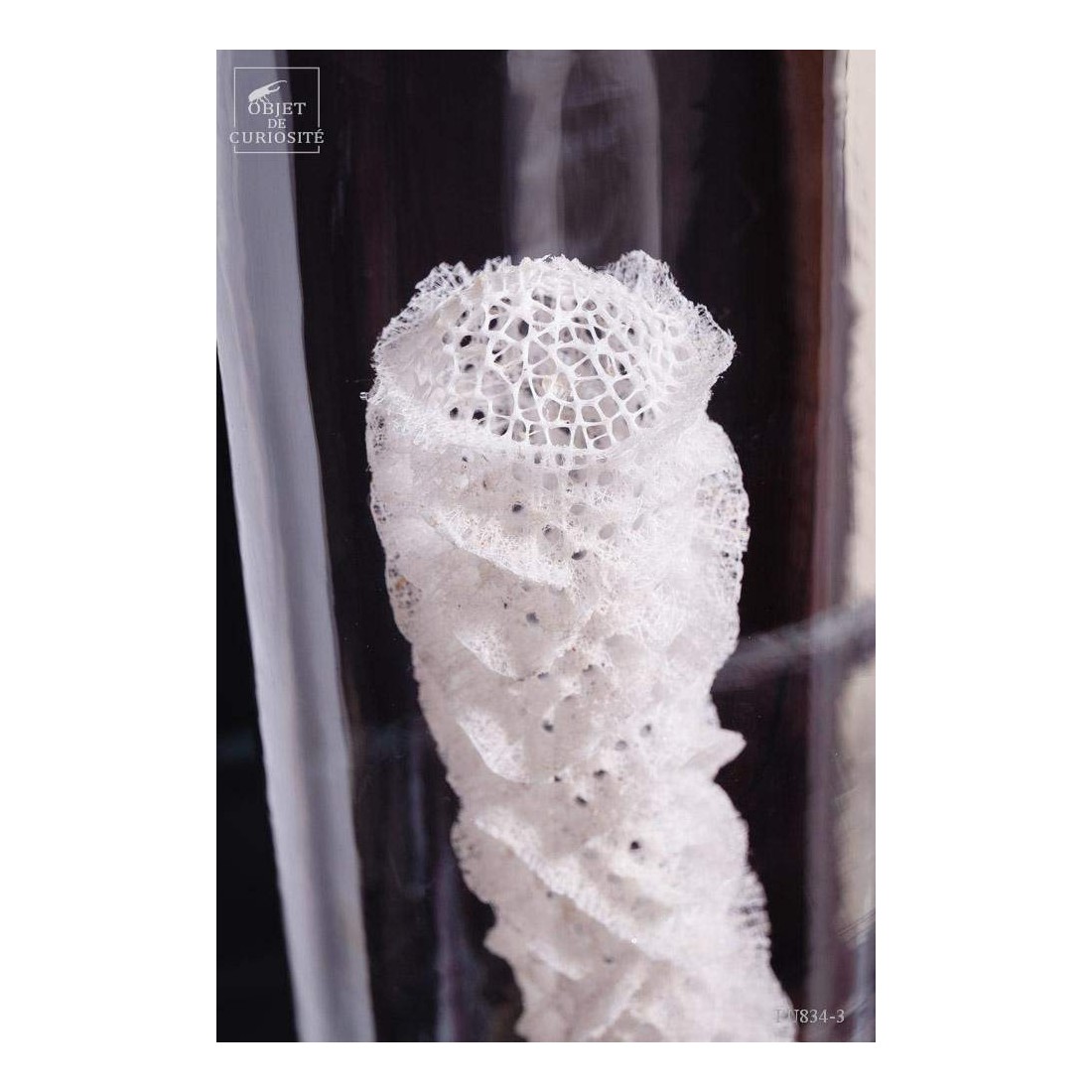 Eponge de verre des grandes... Eponge de verre des grandes...