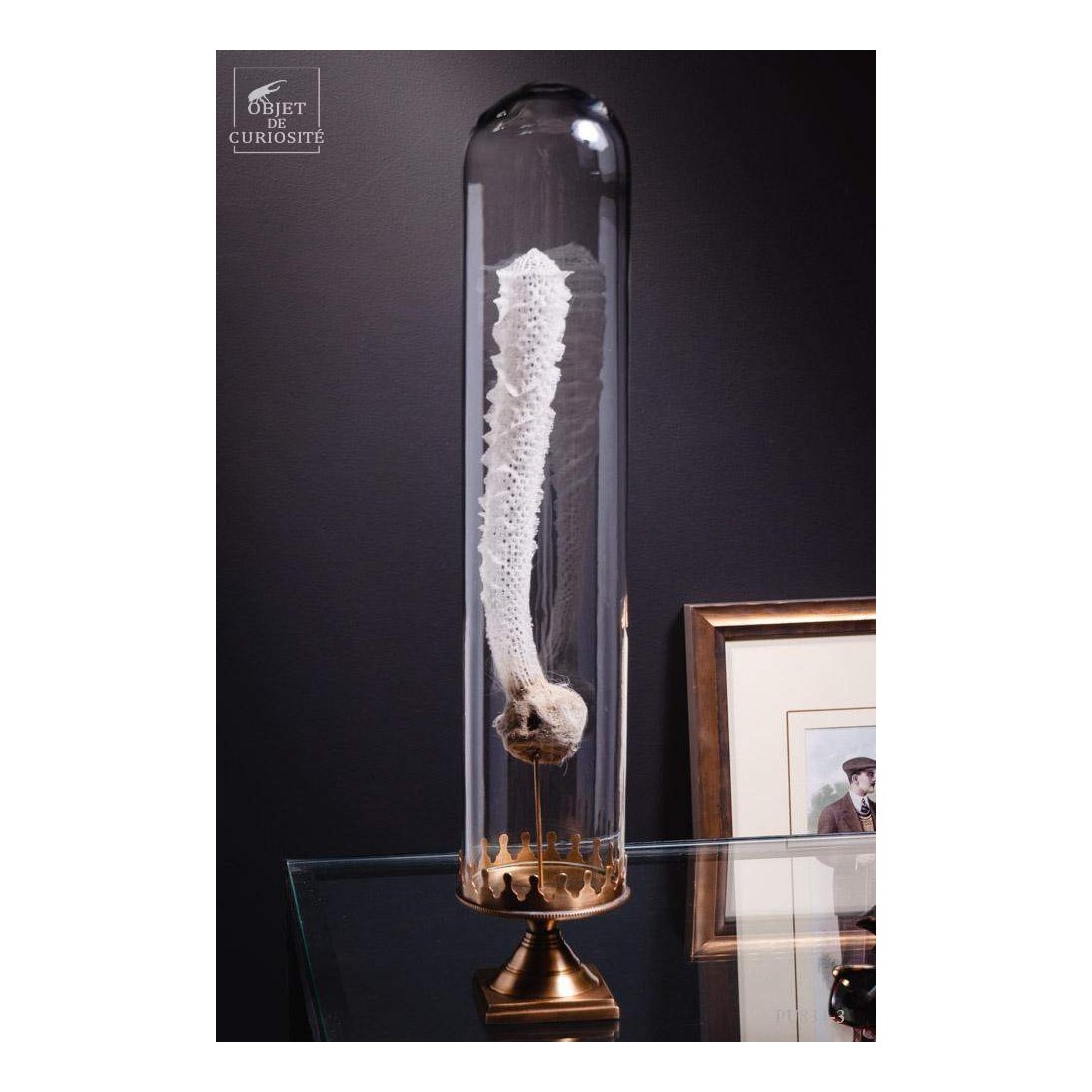 Eponge de verre des grandes... Eponge de verre des grandes...