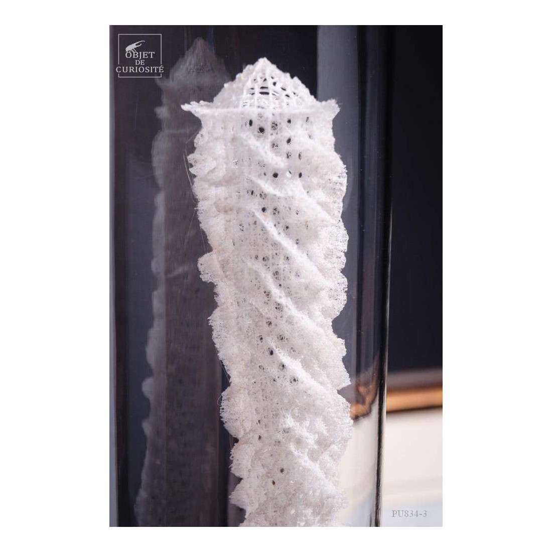 Eponge de verre des grandes... Eponge de verre des grandes...