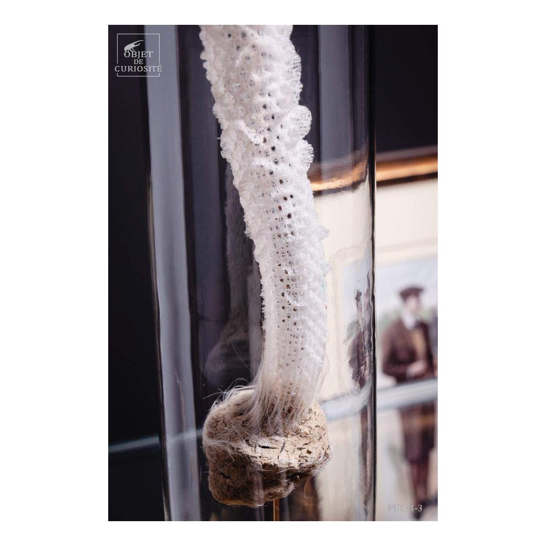 Eponge de verre des grandes... Eponge de verre des grandes...