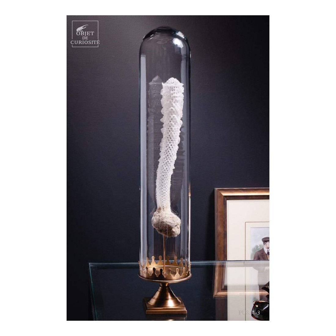 Eponge de verre des grandes... Eponge de verre des grandes...