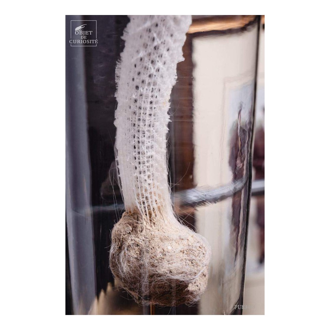 Eponge de verre des grandes... Eponge de verre des grandes...