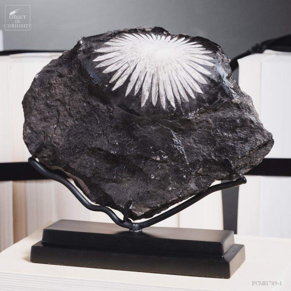 Pierre Chrysantheme de Chine