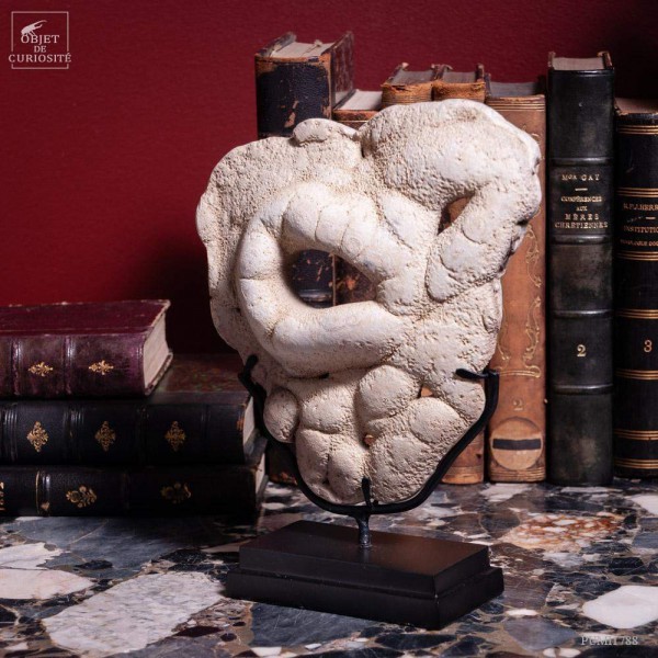 Tufa du Nevada -780g- Tufa du Nevada -780g-