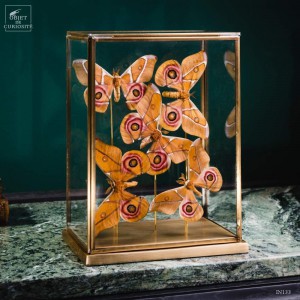 5 butterflies ANTHERINA...