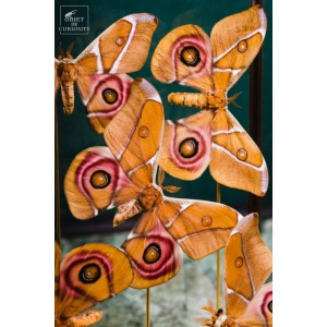 5 butterflies ANTHERINA... 2