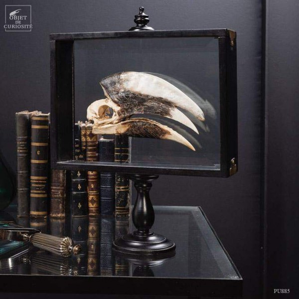 Skull of Trumpeter Hornbill  in...