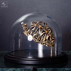 Fragmented star tortoise...