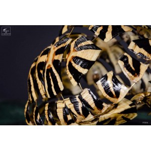 Fragmented star tortoise... 2