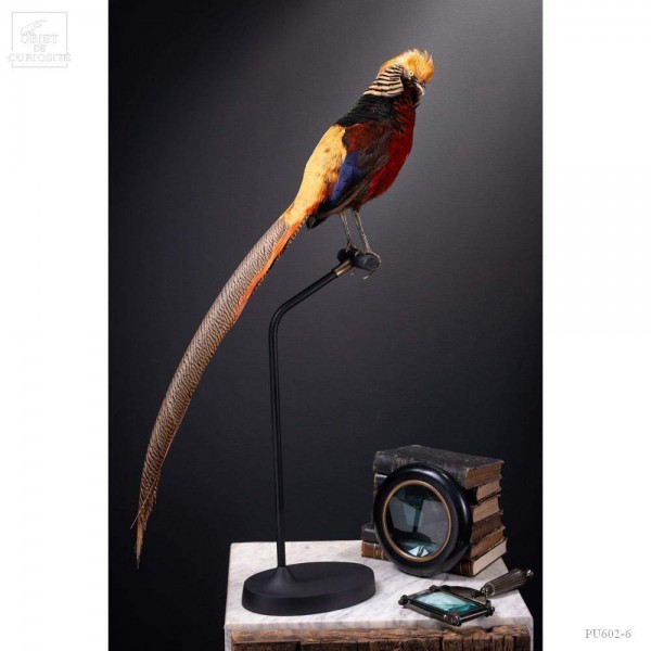 Taxidermie de Faisan doré sur support contemporain noir