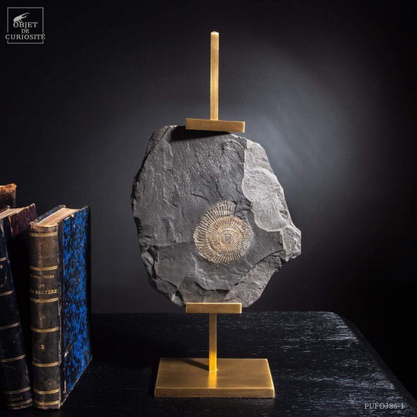 Ammonite : Dactylioceras du...