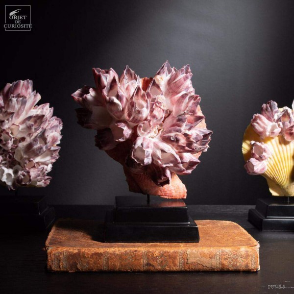 Natural ORANGE Scallop on black base