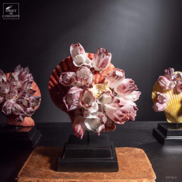 Natural ORANGE Scallop on black base