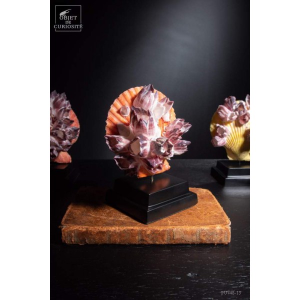 Natural PURPLE Scallop on black base