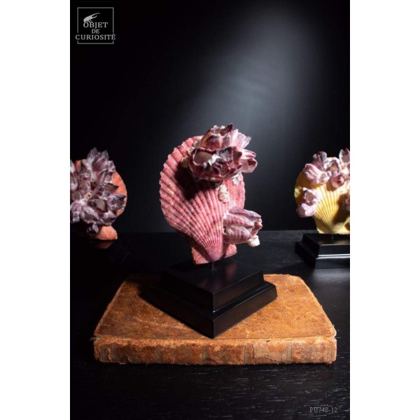 Natural PURPLE Scallop on black base